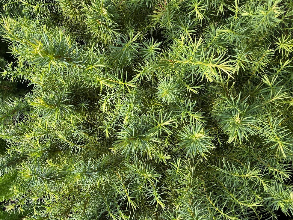 Cryptomeria japonica 'Mushroom'