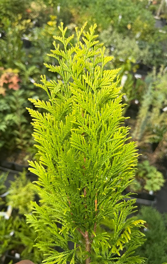 Thuja plicata '4Ever'