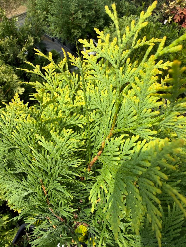 Chamaecyparis obtusa 'Crippsii'
