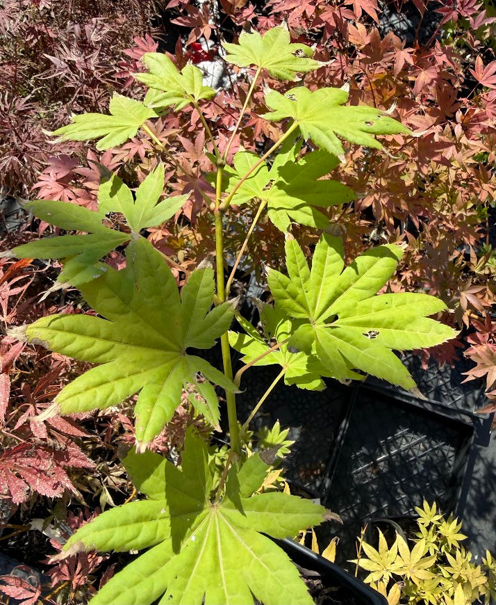 Acer shirasawanum 'Moonrise'