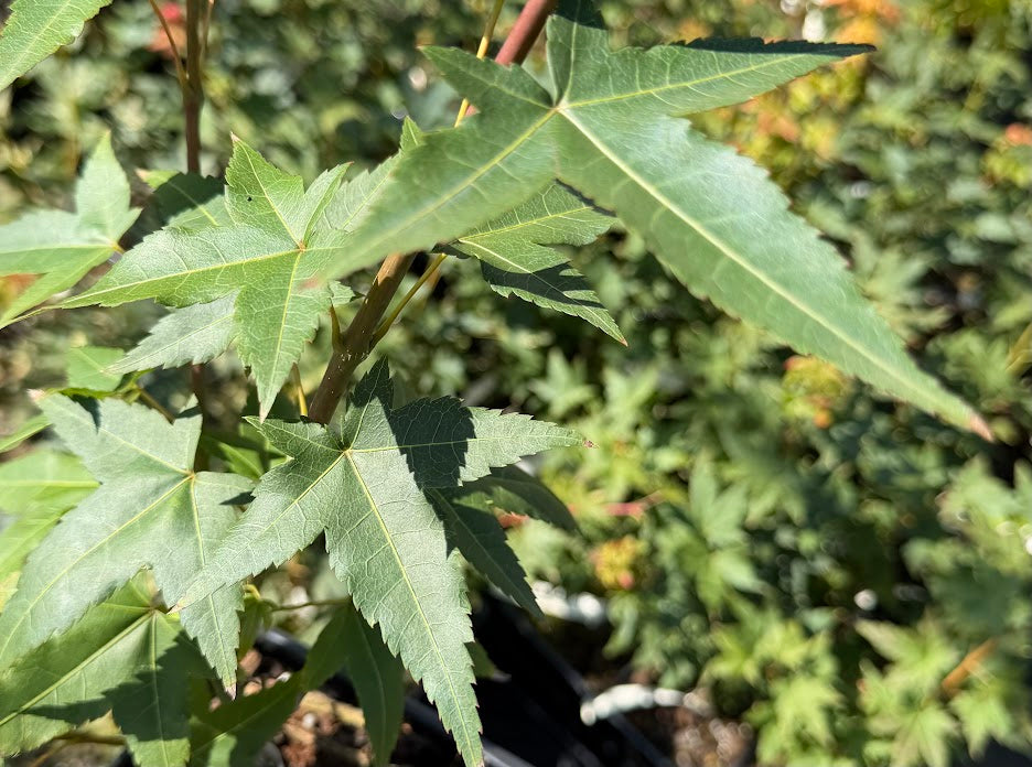 Acer oliverianum ssp. formosanum RARE!