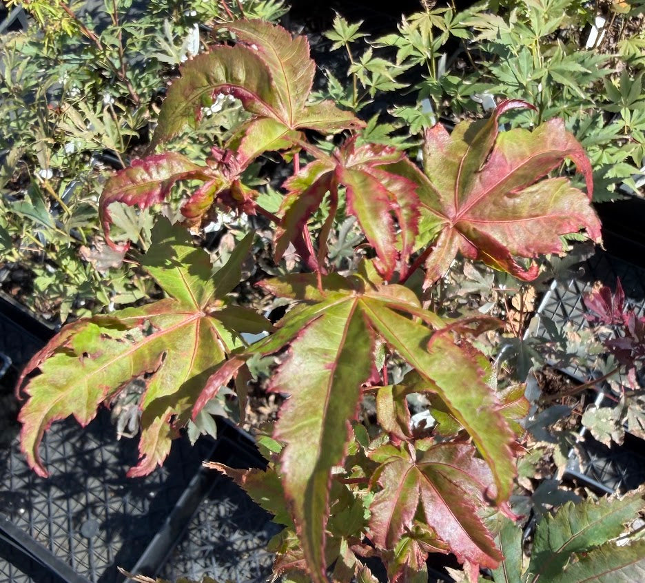 Acer palmatum 'Fred's Wild Dream'