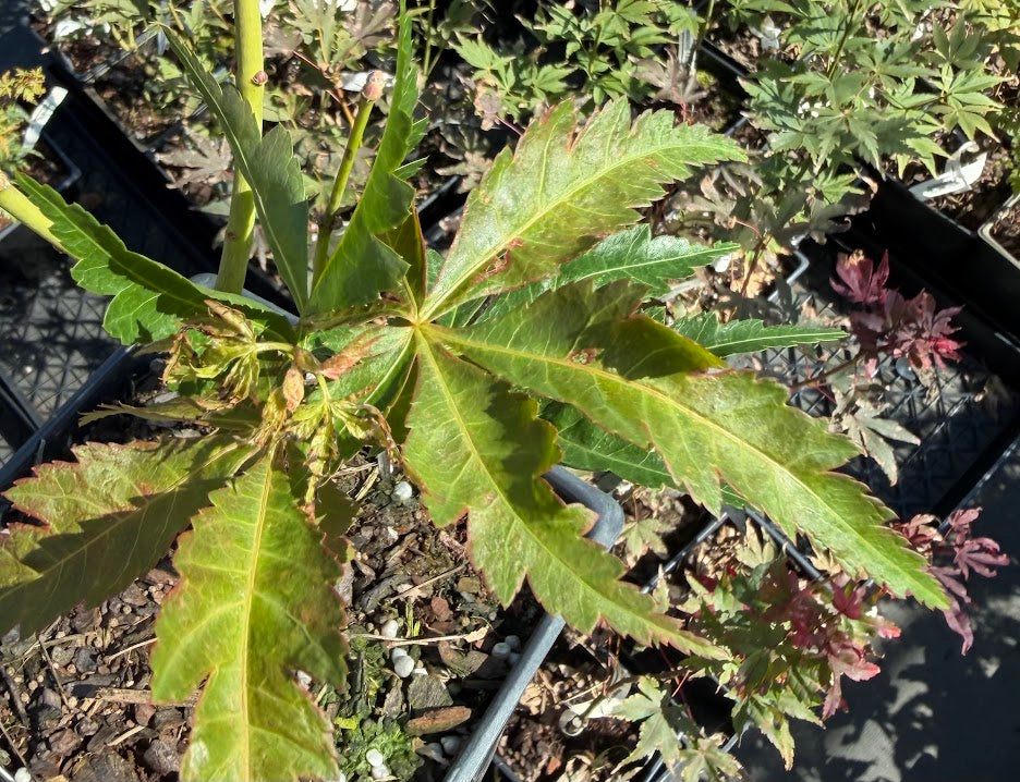 Acer palmatum 'Kaja Kujaku'
