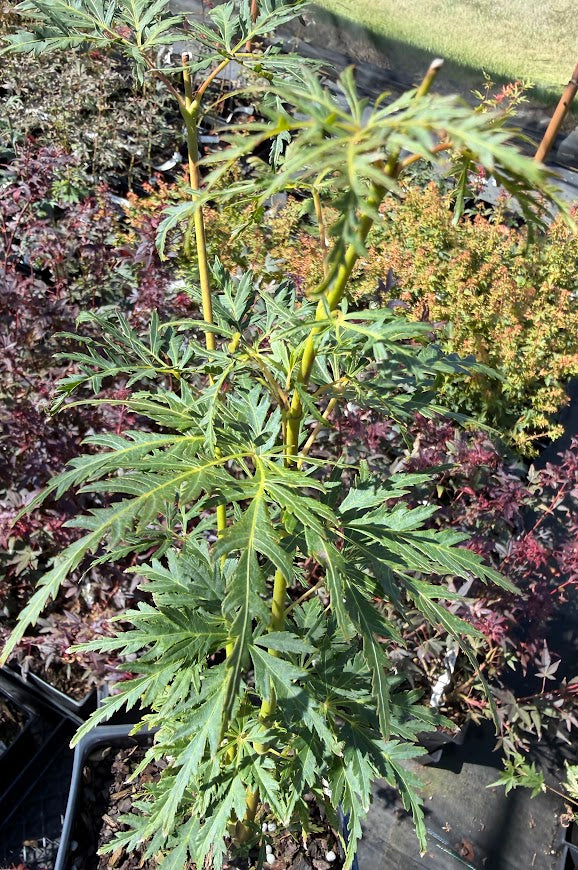 Acer palmatum 'Seiryu'