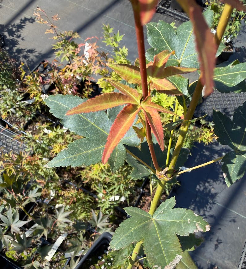 Acer oliverianum 'Nakahara Beni'