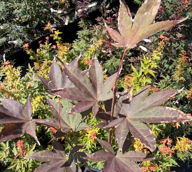 Acer palmatum 'Bloodgood'