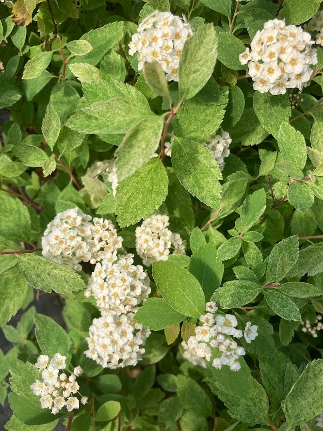 Spiraea x vanhouttei 'Pink Ice'