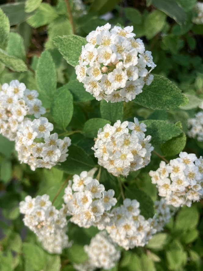 Spiraea x vanhouttei 'Pink Ice'