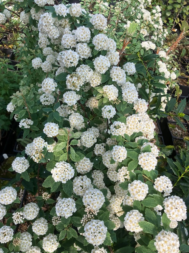 Spiraea x vanhouttei 'Pink Ice'