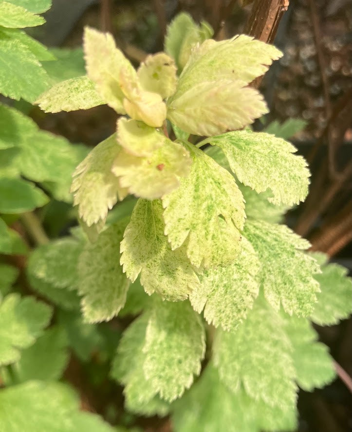 Spiraea x vanhouttei 'Pink Ice'