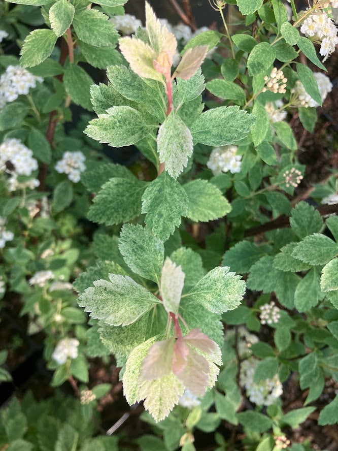 Spiraea x vanhouttei 'Pink Ice'