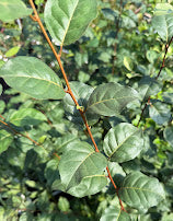 Elaeagnus 'Sweet Scarlet'