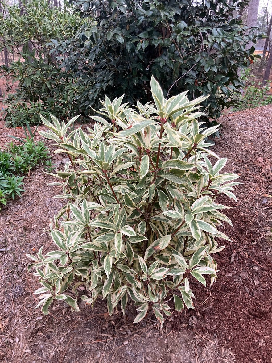 Illicium floridanum "Extra Dwarf Variegated" RARE!!! GARDEN TREASURES EXCLUSIVE NEW RELEASE!!!