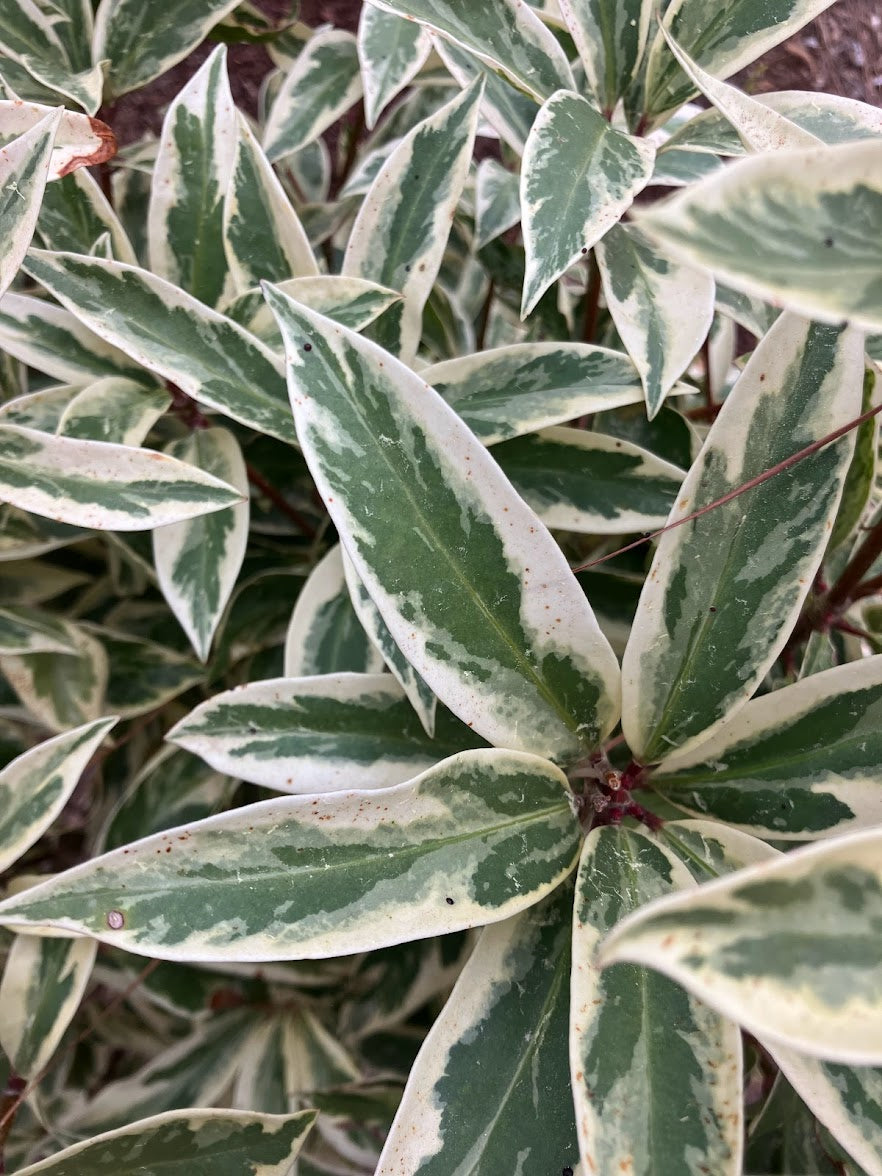 Illicium floridanum "Extra Dwarf Variegated" RARE!!! GARDEN TREASURES EXCLUSIVE NEW RELEASE!!!