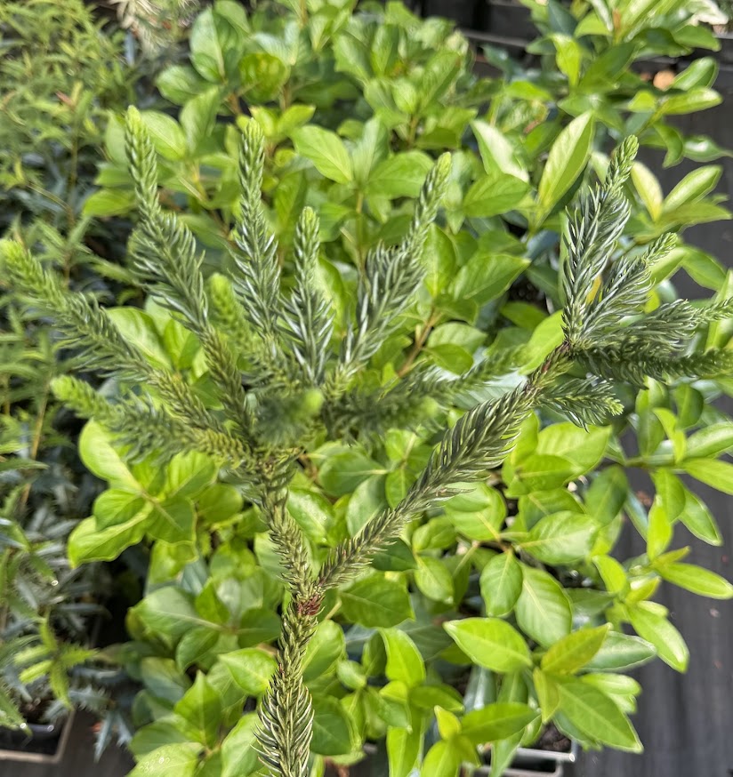 Cryptomeria japonica 'Dinger'