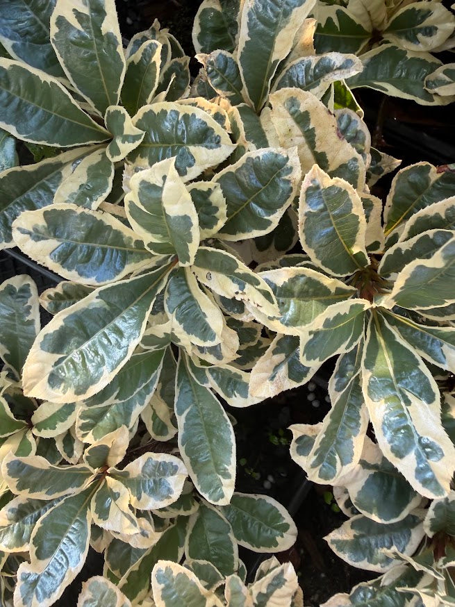 Ardisia japonica 'Kokikan'