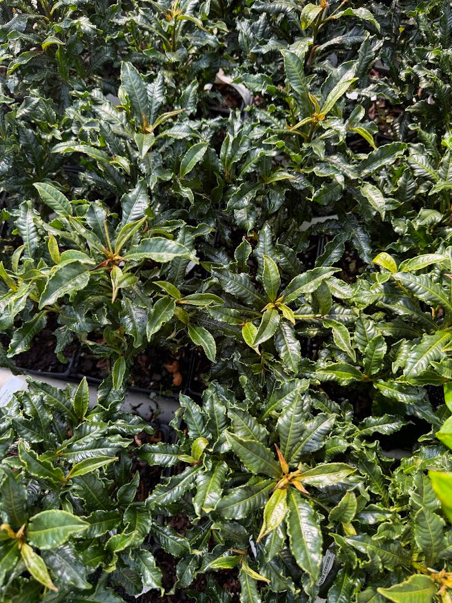 Ardisia crenata 'Adam's Curly'