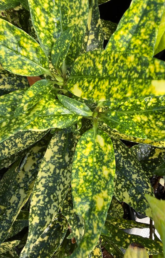 Aucuba japonica 'Mr. Wonderful'