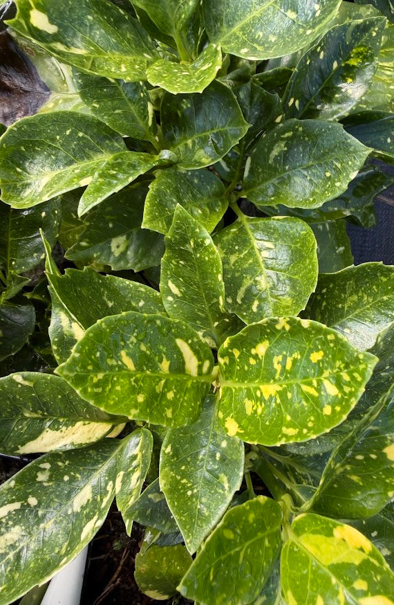 Aucuba japonica 'Peachy'