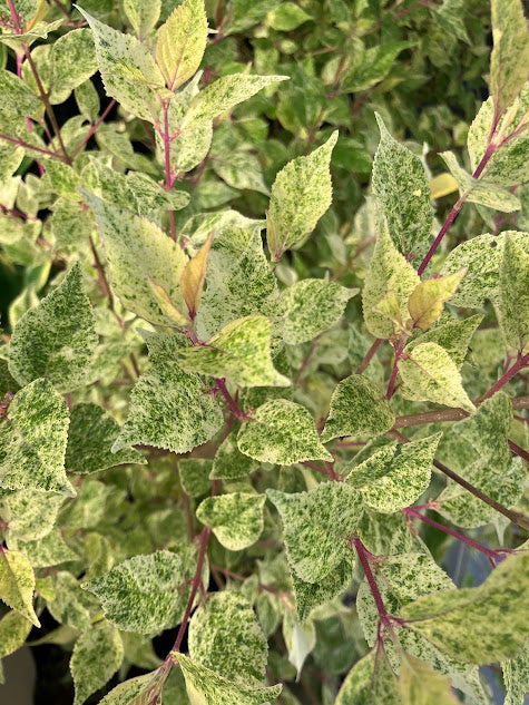 Callicarpa dichotoma 'Shiji Murasaki'