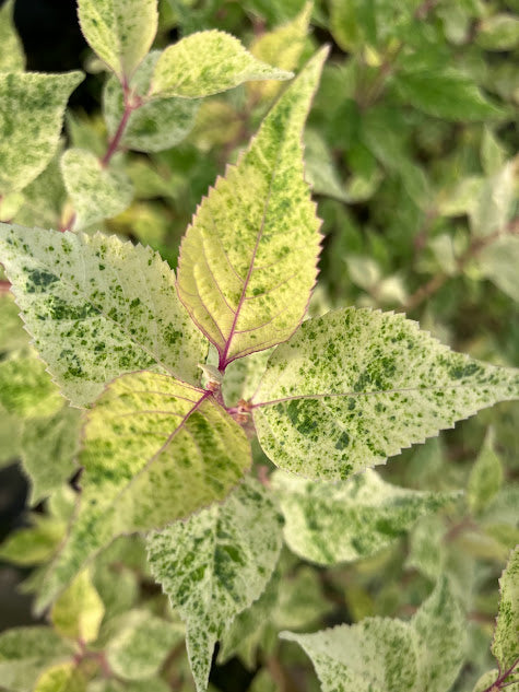 Callicarpa dichotoma 'Shiji Murasaki'