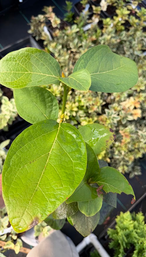 Lindera reflexa RARE!