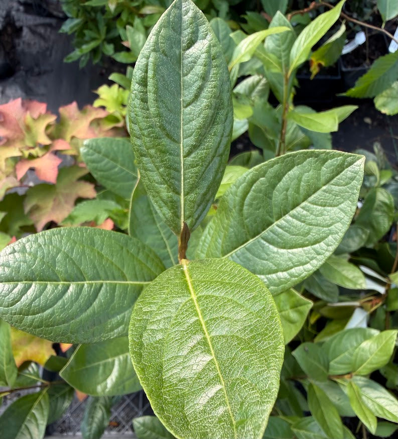 Viburnum nudum 'Winterthur'