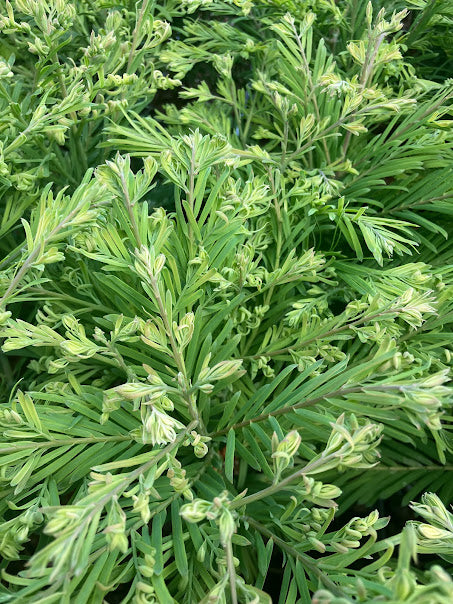 Metasequoia glyptostroboides 'Schirrmann's Nordlicht'