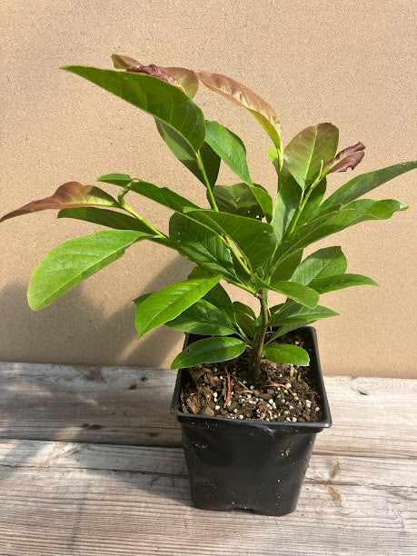 Magnolia x 'Tickled Pink' NEW RELEASE