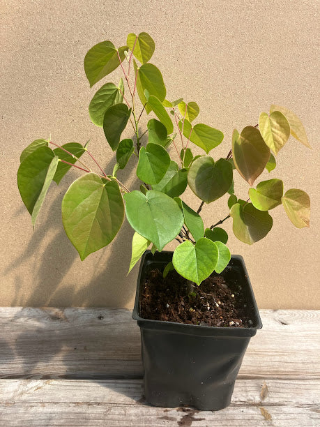 Cercis glabra 'Celestial Plum'