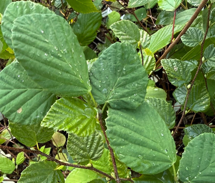 Corylopsis pauciflora