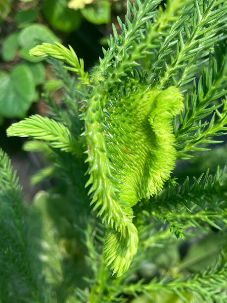 Cryptomeria japonica 'Cristata'