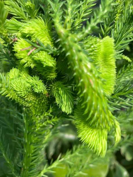 Cryptomeria japonica 'Cristata'