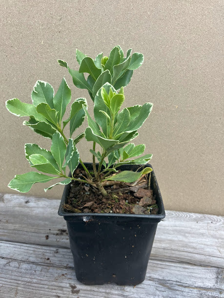 PIttosporum tobira 'Platinum'