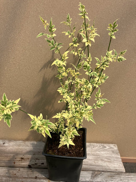 Jasminum officinale 'Argenteo Variegatum'