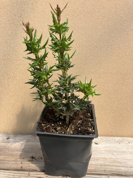 Osmanthus heterophyllus 'Spike' - GARDEN TREASURES INTRODUCTION - RARE