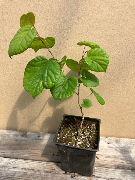 Cercis chinensis 'Gempei'