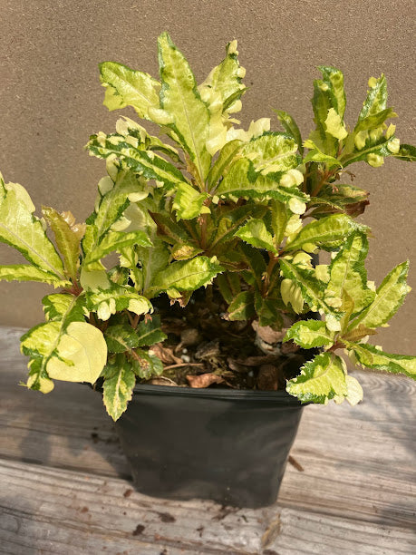 Ardisia japonica 'Amanogawa'