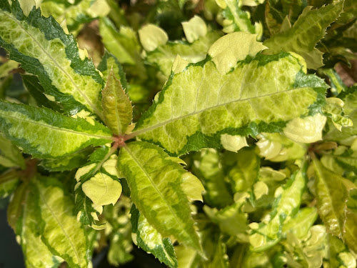 Ardisia japonica 'Amanogawa'