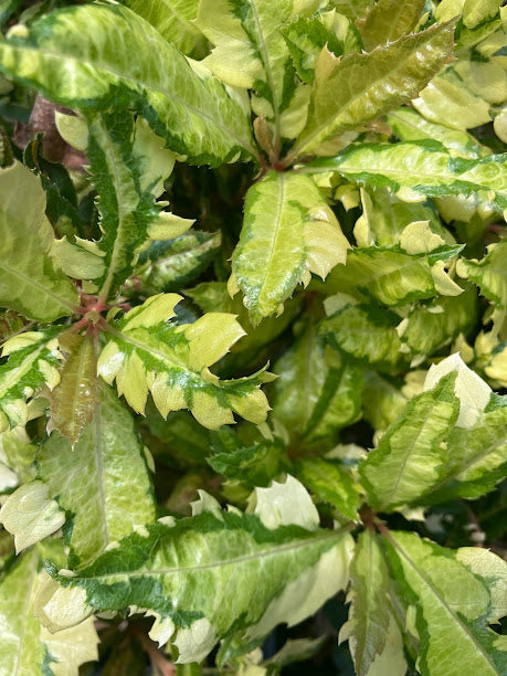 Ardisia japonica 'Amanogawa'