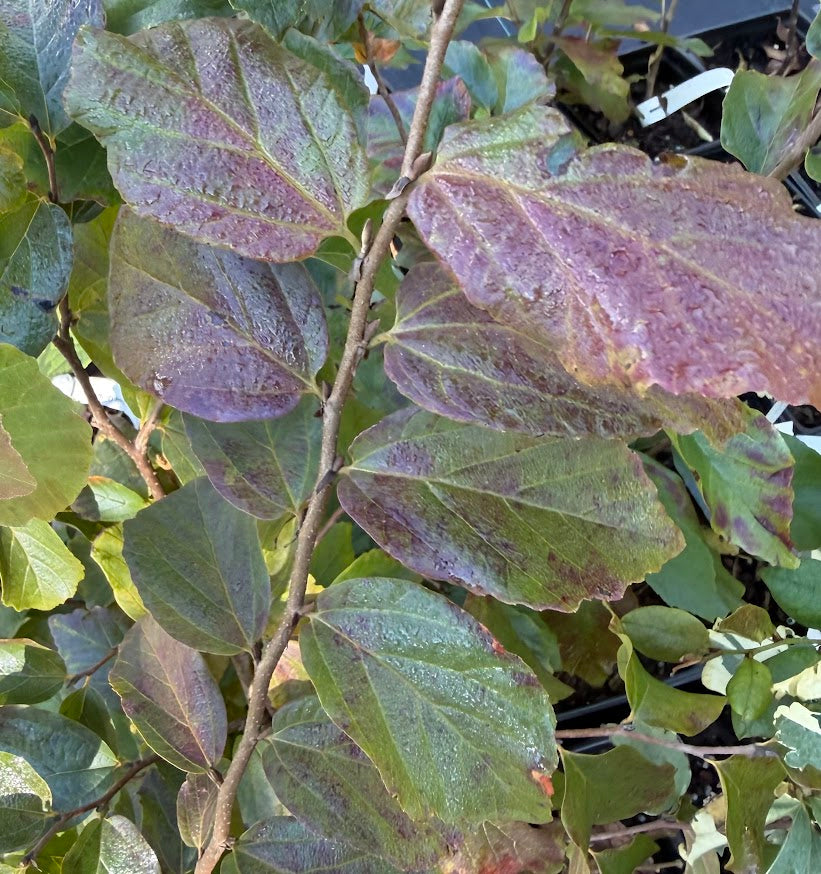 Parrotia persica 'Red October'