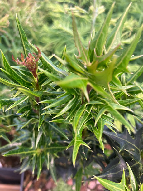 Osmanthus heterophyllus 'Spike' - GARDEN TREASURES INTRODUCTION - RARE