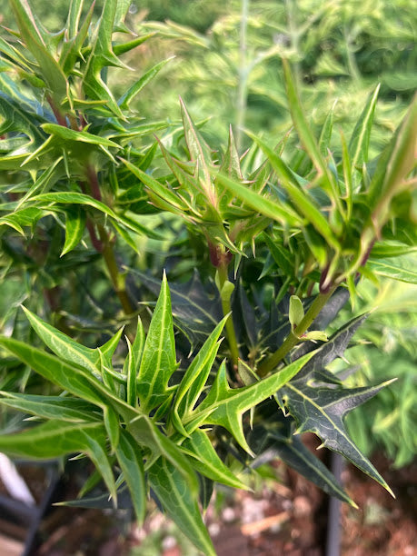 Osmanthus heterophyllus 'Spike' - GARDEN TREASURES INTRODUCTION - RARE