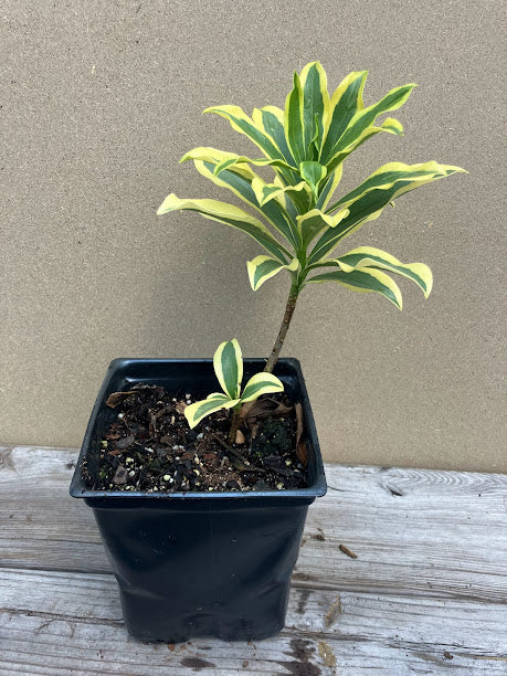 Daphne odora 'Hewreb'