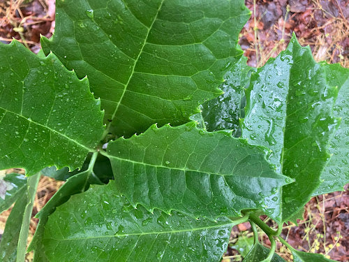 Aucuba omeiensis RARE