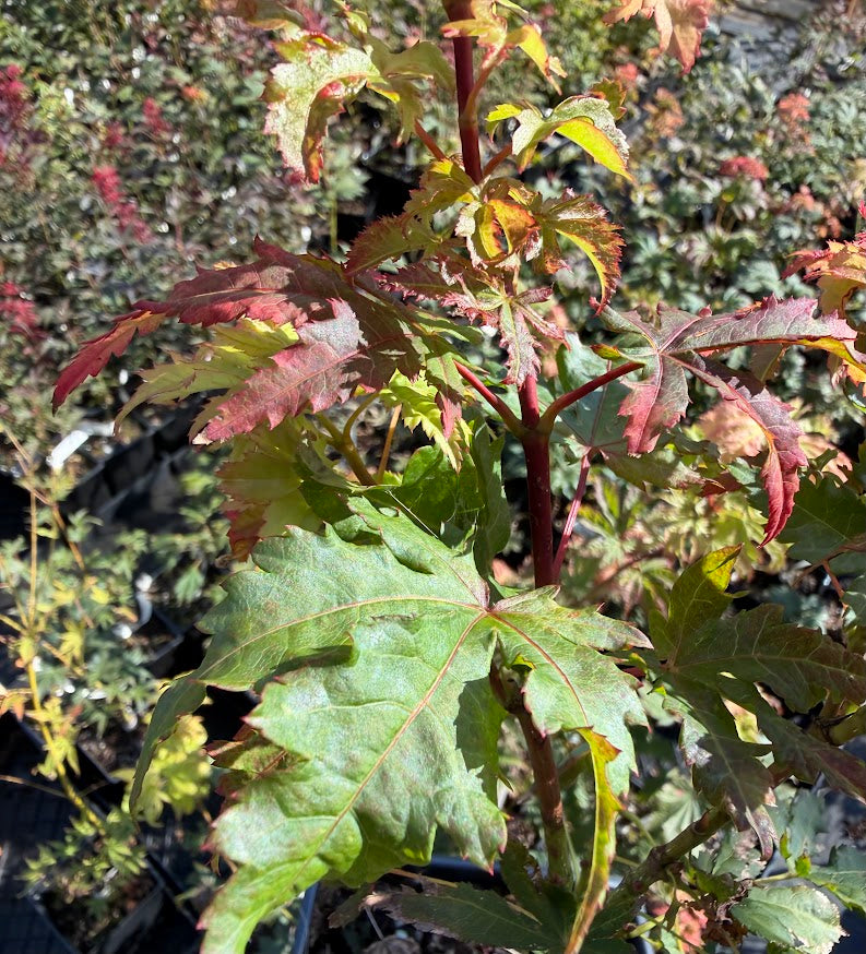Acer palmatum 'Miss Maple'