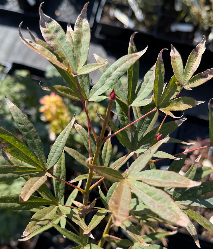 Acer palmatum 'Kenbu'