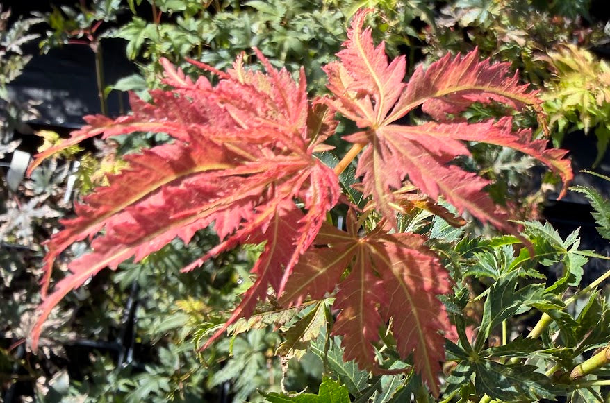 Acer palmatum 'Vadermossuper'