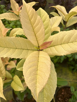Osmanthus fragrans 'Ogon' RARE