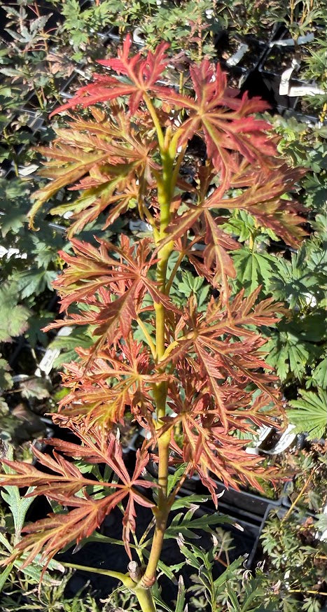 Aer palmatum 'Kim'